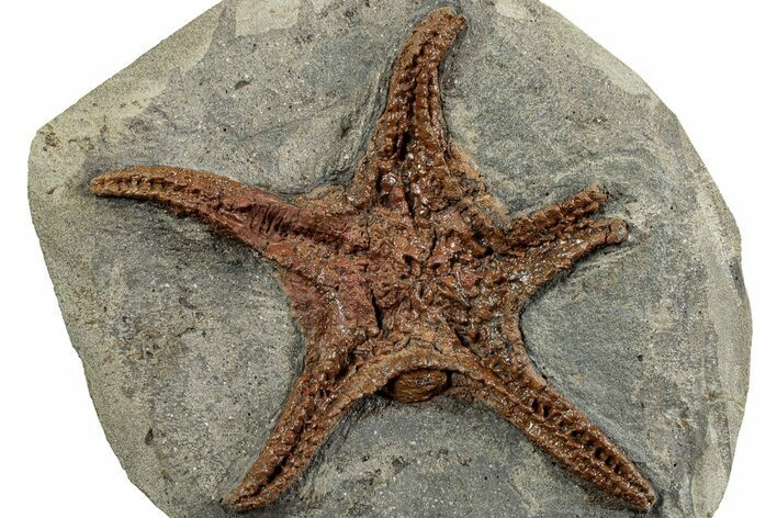 Upper Ordovician Fossil Starfish - Morocco #232964